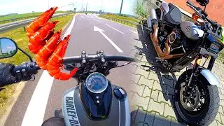 Ale ma kopa! Fat Bob i krewetki w promocji | Harley Davidson część 1 | MotoVlog 38