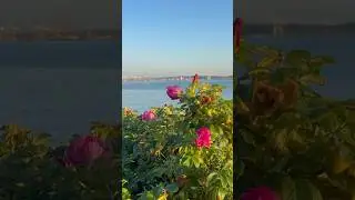 Elliot Bay Rose Garden, Seattle, Wa