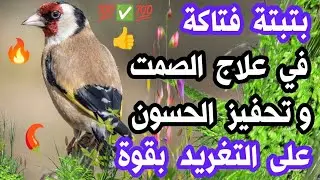 🔥#بتبتة #الحسون الفتاكة لعلاج الصمت و #تحفيز الحسون على التغريد, لن يهدأ حسونك و لن يصمت بعد سماعها🔥