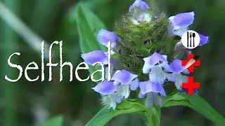 Selfheal: Edible & Medicinal