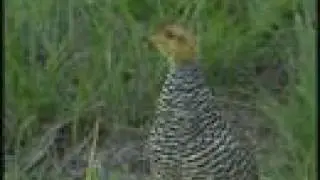 Coqui Francolin Calling