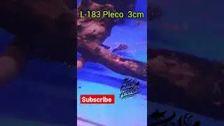 L-183 Starlight Pleco l L Series Pleco | Fins And Feathers Aquaria