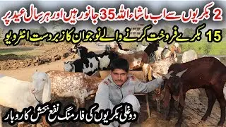 Dogli Goat Farming | How to Start Goat Farming | Goat Business in Pakistan