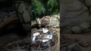 Big Python on Snake Museum 🤭#shorts #python #snake #trendingthozha