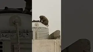 monkey hua pareshan.#newmonkey #viralvideo