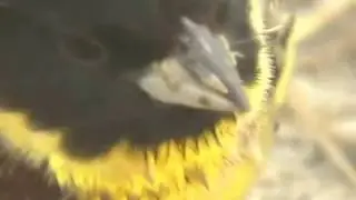 Yellow-Breasted Bunting 1