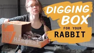 Make a DIY Digging Box For Your Rabbit!
