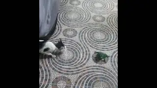 cat scares for toy frog