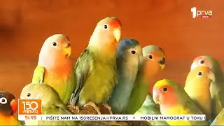 150 minuta TV PRVA -  Ljubavni papagaji iz Striže kod Paraćina (TV KCN 21.01.2026)