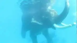 Scubadenz : Ocean Swimming Elephant Rajan