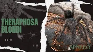 How to Care for Theraphosa Blondi: Essential Tips and Information #tarantula #exotic