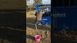 Cattle Chute and tail retraint