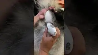 Pomsky Puppy First Groom & Haircut ASMR #shorts #capcut #husky