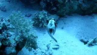 Maskenkugelfisch im S&uuml;sswasser