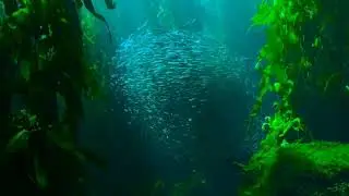 #sleepingmusic #sleeping #sleep24&times;7                 seasongs meditation songs         relaxing song