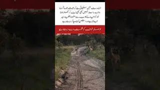 When Courage Defeats the Predator#CourageWins#NatureLesson#trending #shortvideo #viralvideo