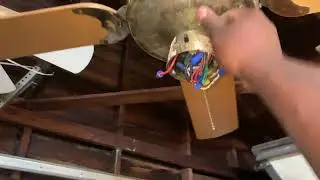 Moss Tropical Breeze Ceiling Fan | Demonstration Video