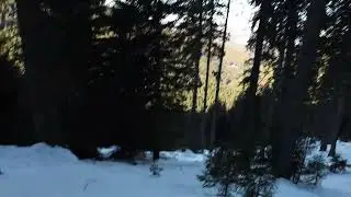 Păltiniș