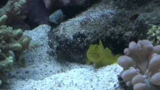 Alpheus bellulus mit Cryptocentrus cinctus