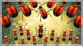 Using Big Headed Ants VS Fire Ants in Empires Of The Undergrowth
