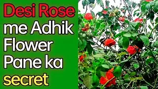 Winter Me Desi Rose Care | Sardi Me Gulab Me Phool Kaise Layen #winterflowerinplant