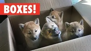 Animals Who Love Boxes! | The Pet Collective