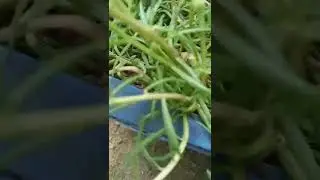 Beautiful Flower with Music 🎶 / Nature Vlog #shorts 💕💕