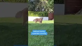#youtubeshorts #dog #doglover #goldenretriever #zoomies #shorts