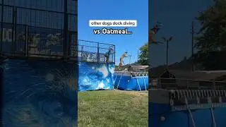он здесь просто ради атмосферы 🤣 #докдайвинг