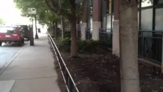 Fireflies in the city