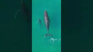 Breathtaking Encounters with Cabo Whales #shorts