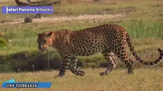 Kumana Safaris