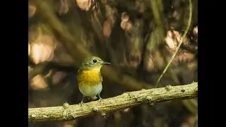 Brown cheeked Fulvetta (Alcippe poioicephala)