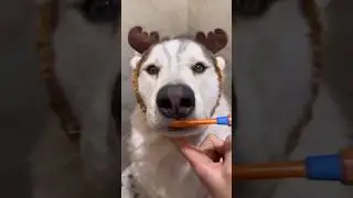 My dirty Foster's bath routine...wait for the end