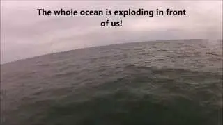Atlantic Bonito fishing off the coast of North Carolina