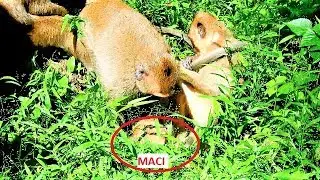 Ooop! young team try to hurt Maci again! baby got stuck by team around to hurt,