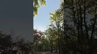Sal trees of Kanha #outpost12
