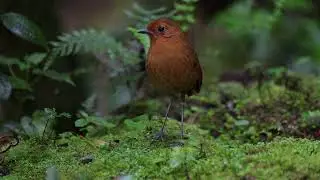 2024 11 04 Grallaria saturata. Equatorial Antpitta. Tororoi Ecuatorial.