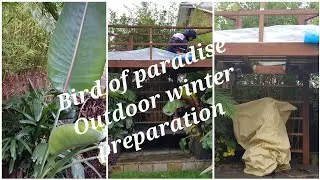 Bird Of Paradise Outdoor Winter Protection| Bird of Paradise will survive UK Winter Outdoor?
