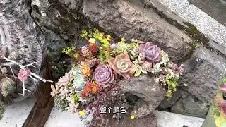 跟著嶸一起去逛多肉園 —阿里山奮起湖劉家多肉花園（特別記錄不開放的樓頂肉園）