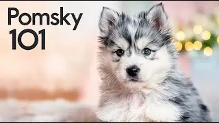 Pomsky 101: Everything You Need to Know About This Adorable Breed!
