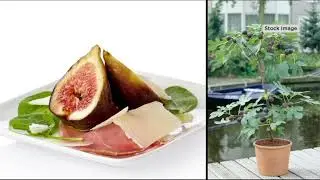Roberta's 1-Piece Chicago Hardy Live Fig Tree on QVC