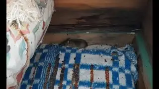 Pele bišu stropā