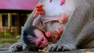PO-or Education! Is This Good or Bad Action Of Mom Button? Mom Disciplines BB Bessie Strangely