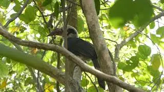 Luzon Hornbill