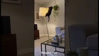 Funny Naughty Cats 😂 | Cats Being Cats#cat #catvideos