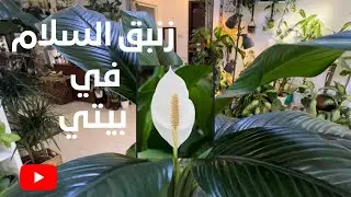 زنبق السلام نبات البيس ليلي في صالتي 😍🪴