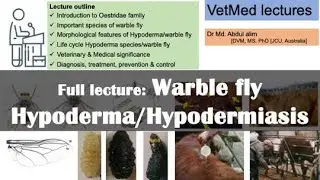 Warble Fly Wars Demystified: Tackling Hypodermiasis in Livestock