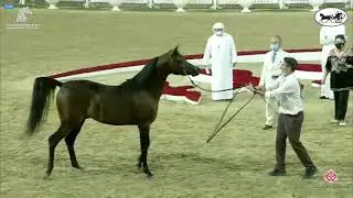 N 205 D SHAKHAT   Sharjah International Arabian Horse Festival 2021   Colts 3 Years Old Class 9