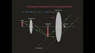COMPOUND MICROSCOPE AT NORMAL ADJUSTMENT